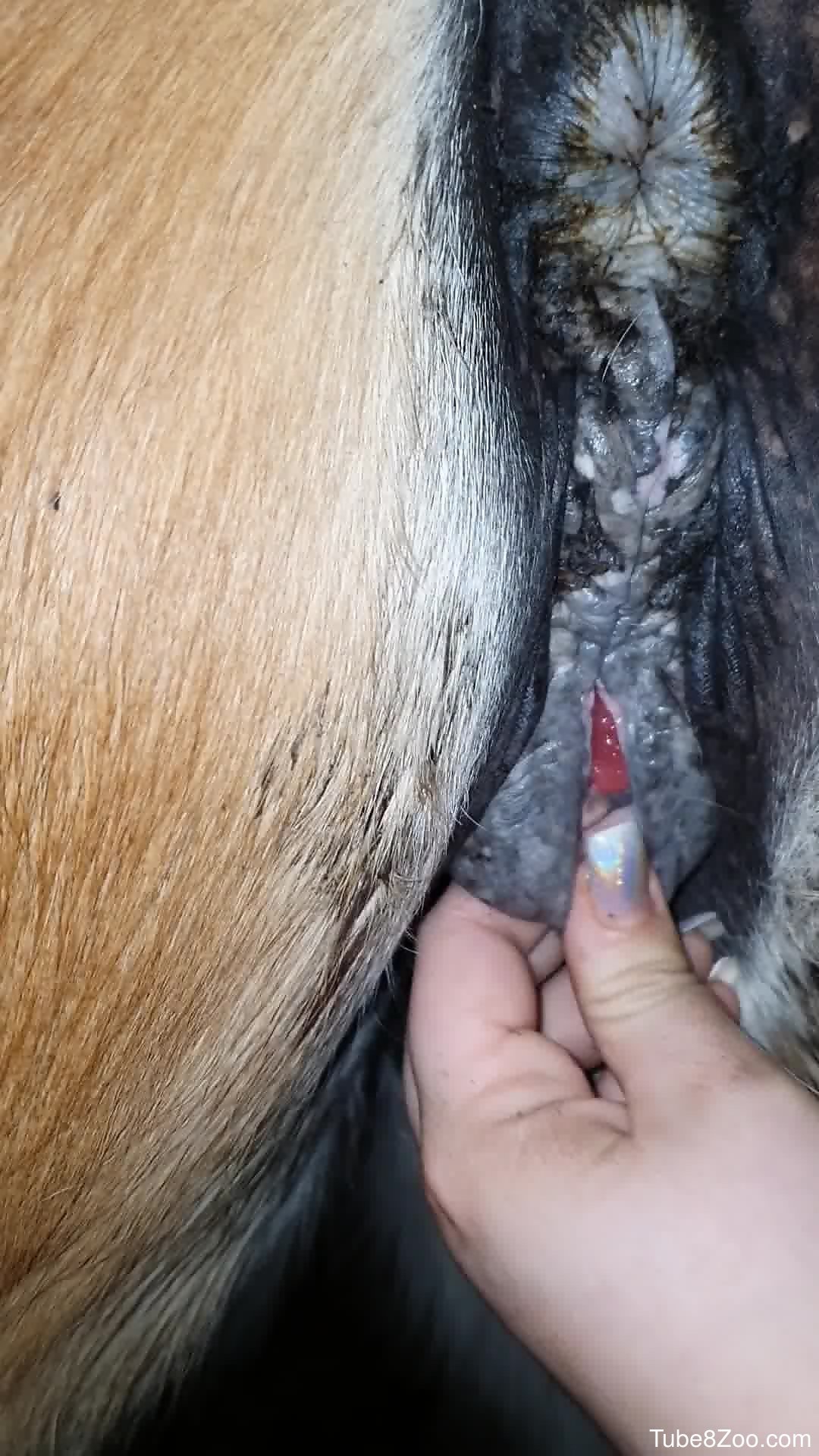 Horse pussy getting fingered in a lesbian bestiality vid