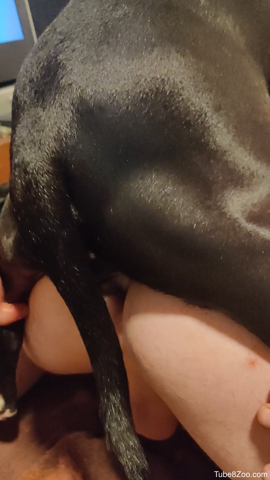 Gay man loves good anal sex with the dog in superb cam scenes