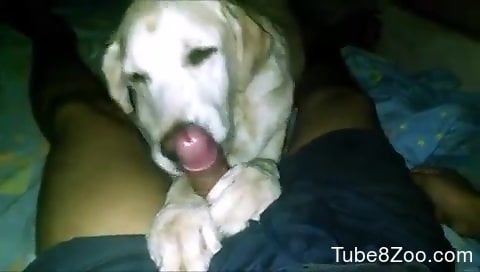 Faithful Labrador dog licks owner's penis in sloppy modes