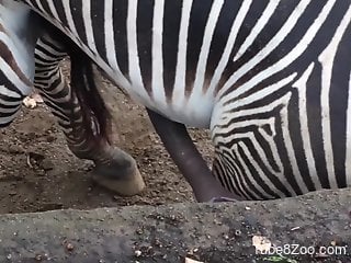 Zebra cock continues to grow in a hot porno here