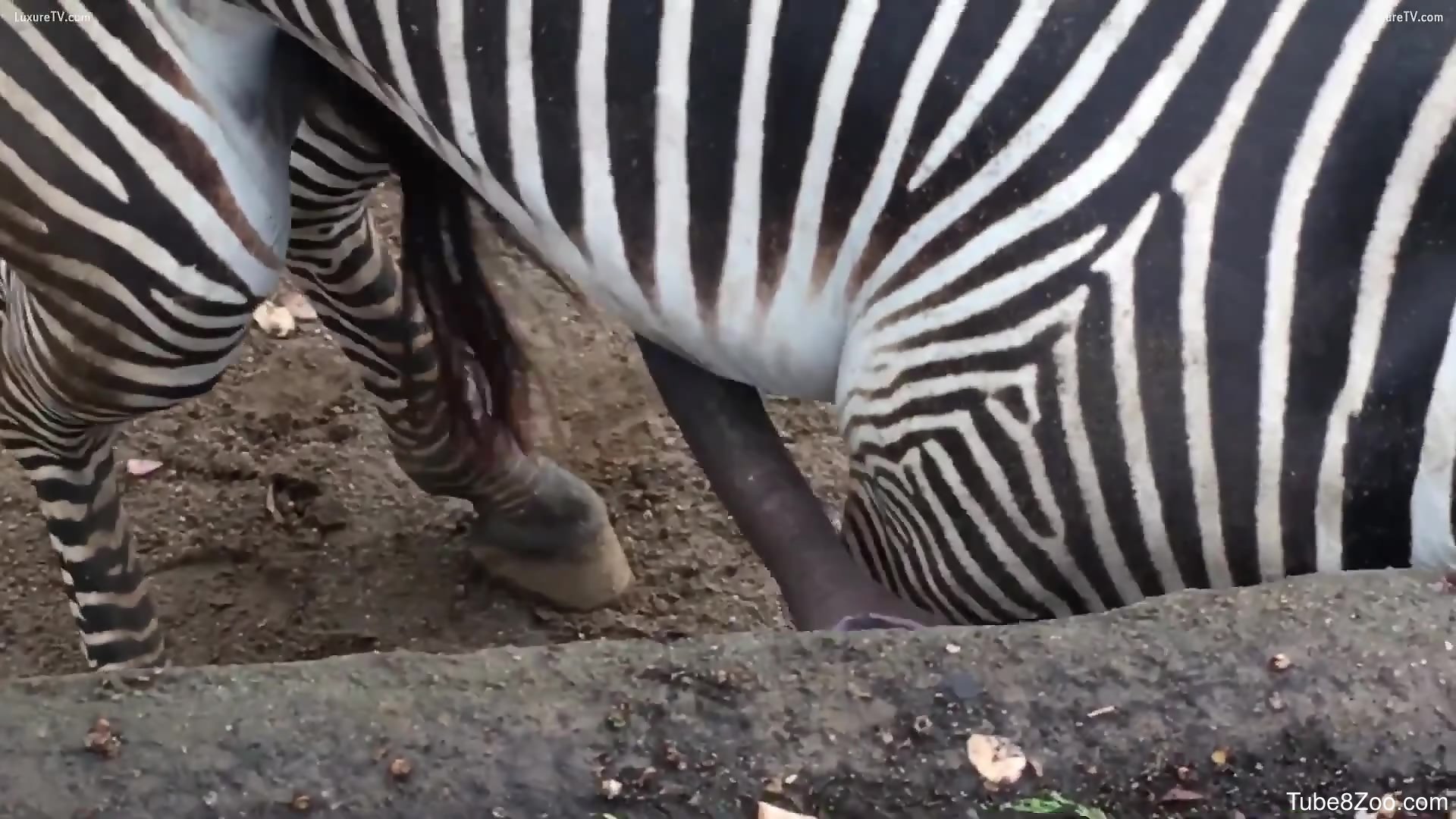 Zebra cock continues to grow in a hot porno here pic pic