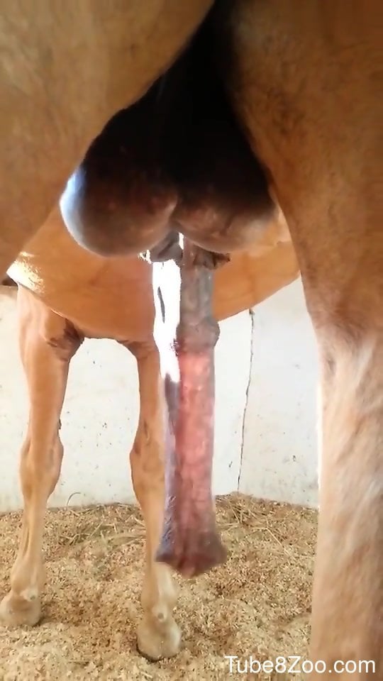 Horse showing off its colossal penis in HD quality