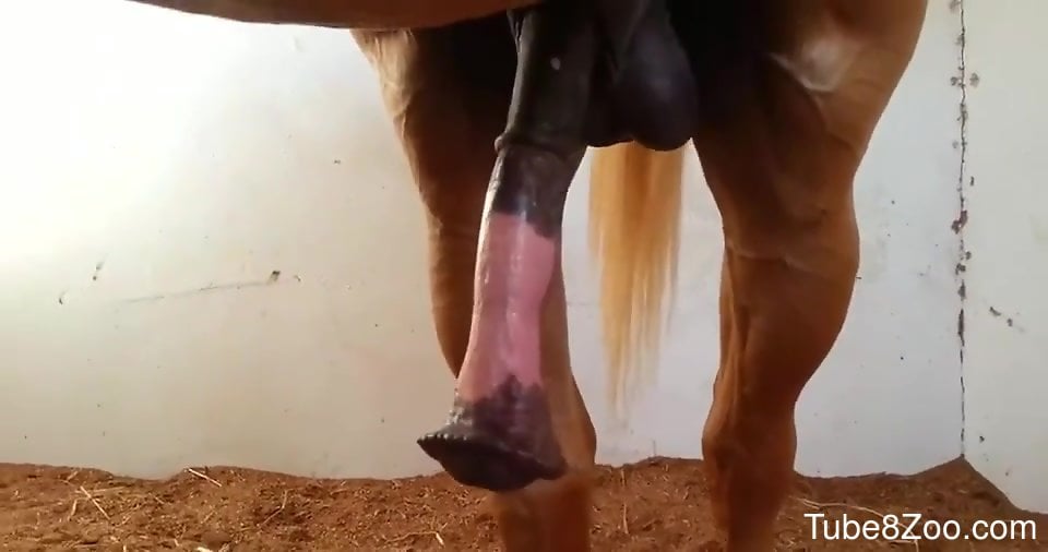 Horse cock is going to grow bigger and better