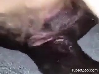 Dude with a hairy cock fucking a black beast HARD
