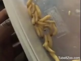 Solo black dude jerks off while inserting worms in his dick
