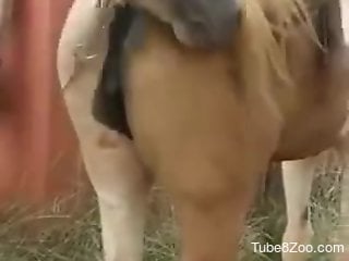 Man films horse fucking his female in really harsh modes