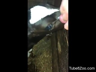 Nude guy sticks dick in veal's mouth for more pleasure