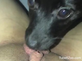 Little dog makes horny woman feel amazing during masturbation