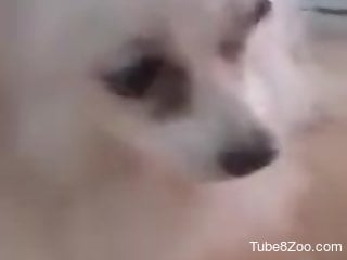Nude man loudly fucks furry puppy and comes inside it