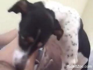 Dog licks woman's wet pussy during her loud cam solo