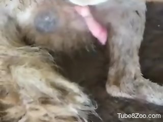 Aroused man craves the dog's dick after seeing the mutts fuck