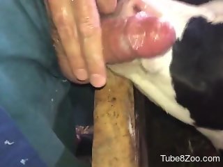 Aroused man loves the curious veal licking his dick