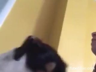 Hot amateur involves her dog in a sexy cam play