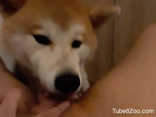 dog licks woman's shaved pussy during her cam masturbation