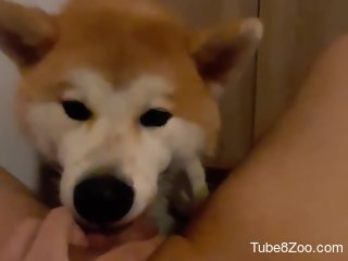 dog licks woman's shaved pussy during her cam masturbation
