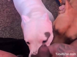 Nude dogs lick the owner's penis in sloppy cam scenes