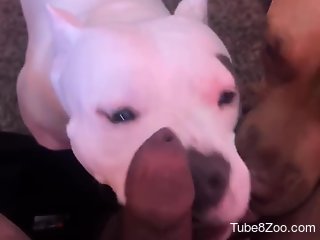 Nude dogs lick the owner's penis in sloppy cam scenes