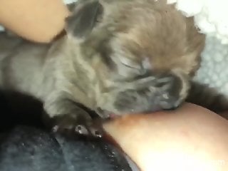 Small puppy sucks woman's tits thinking it's milk in there
