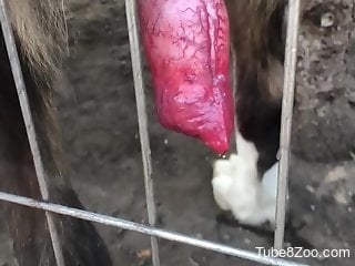 Horny man admires dog's tasty dick and craves sex