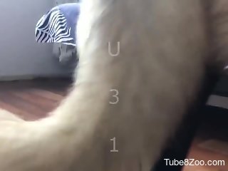 Aroused blonde gags with the dog's dick during blowjob