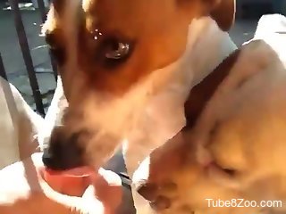 Dogs lick this man's thick cock in perfect modes