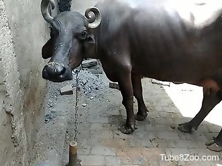 Aroused man craves this cow's wet pussy for intimate sex