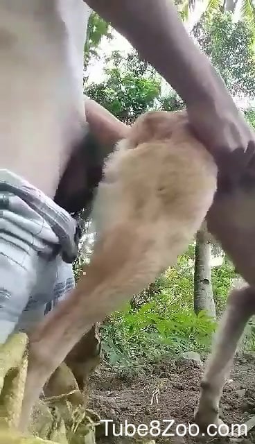 Man fucks dog in the ass in loud amateur scenes