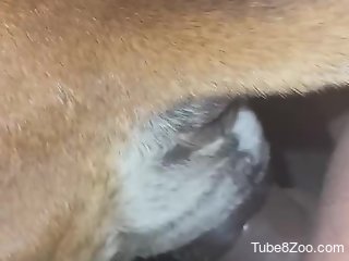 Man pushes dick in dog's wet pussy for brutal cam sex