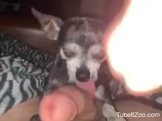 Horny man rubs his dick on cam and enjoys the dog licking it