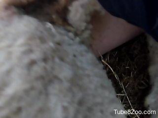 Horny man fucks farm animal until sperm starts pouring in