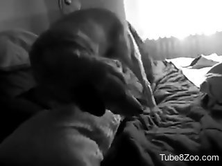 Aroused girl tries morning sex with a dog after blowjob