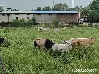 Man gets aroused filming the cows and the bull