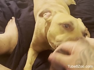 Dog makes man feel amazing by licking his balls and his cock