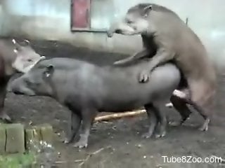 Zoo animals fucks in crazy modes and visitor enjoys the view