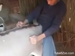 Clothed man hard fucks cow at the farm and gets filmed