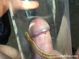 an sticks cock in a jar filled with small snakes