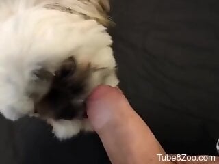 Dog licks owner's cock when he jerks off