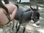 Animal Sex Dog