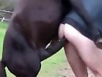 Animal Sex Videos